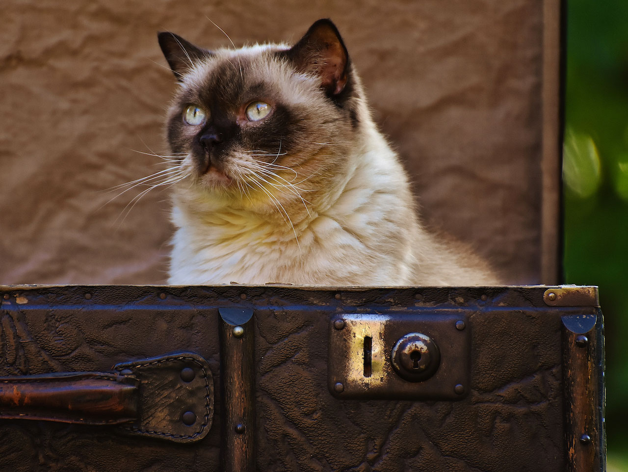 Que Ressent Un Chat Quand On Part En Vacances Que faire de votre chat pendant les vacances? - Fondation ASAjfk